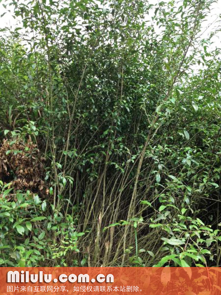 野生茶的分类及现况