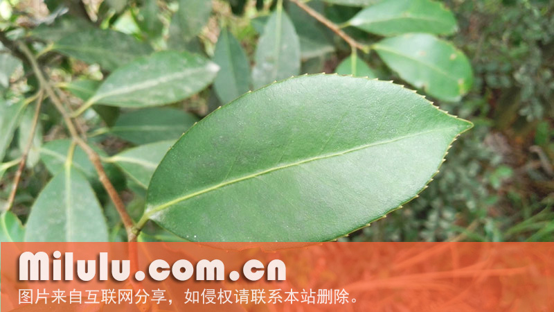 油茶的叶