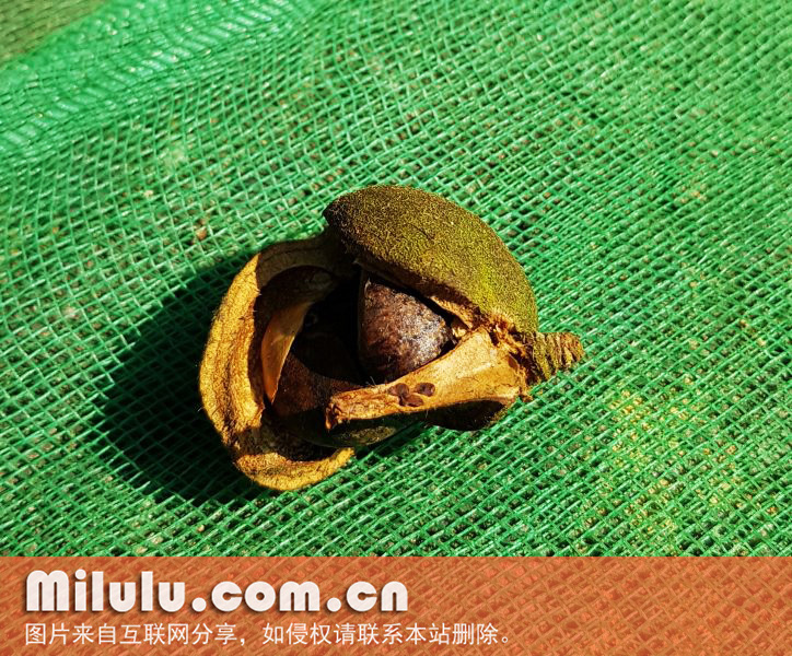 油茶开裂的果实及其中的种子