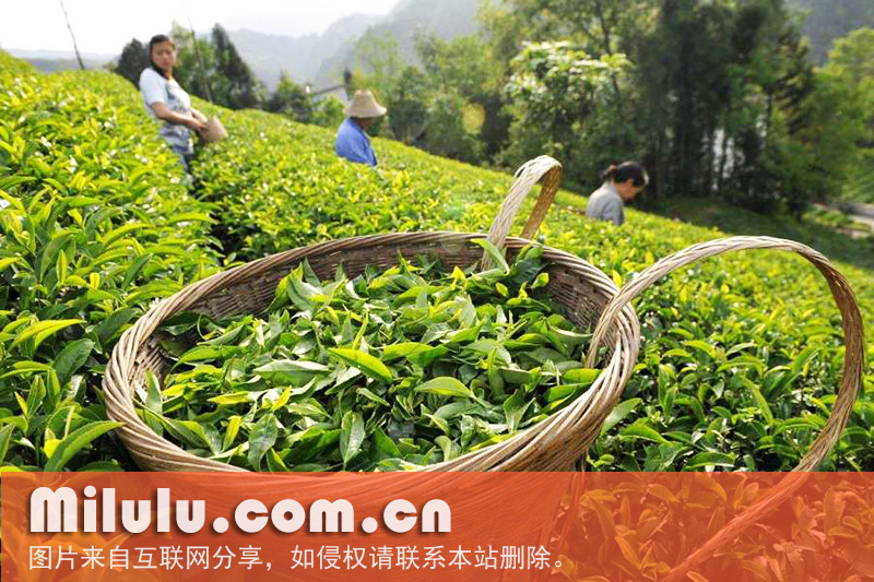 孔坑茶图片