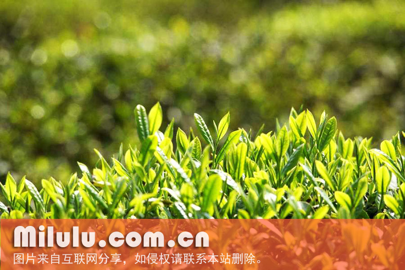 孔坑茶图片