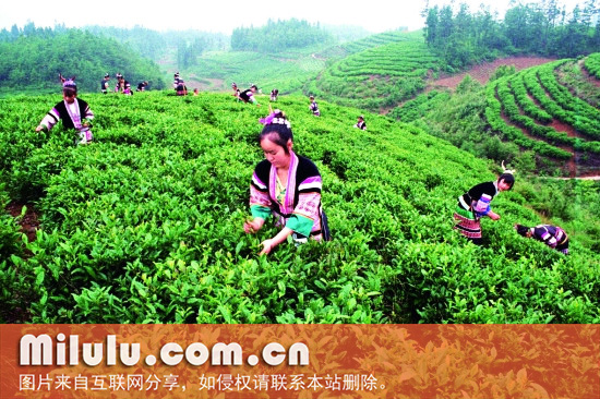 “朵贝贡茶”基地