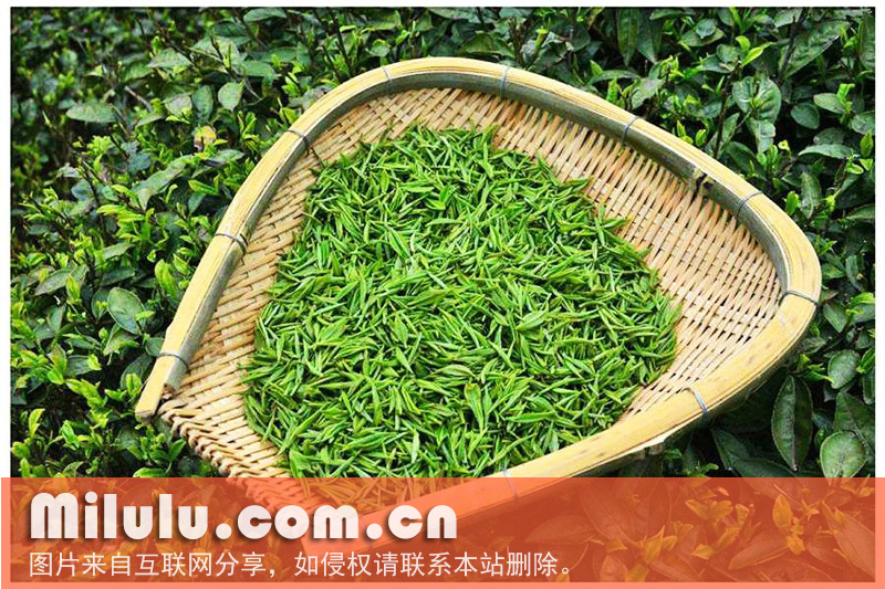 石阡苔茶图片