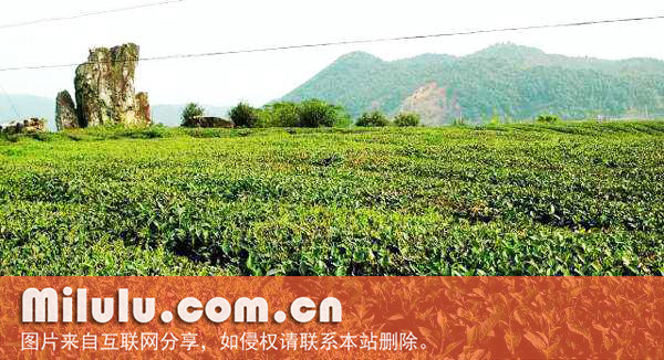 北苑贡茶图片