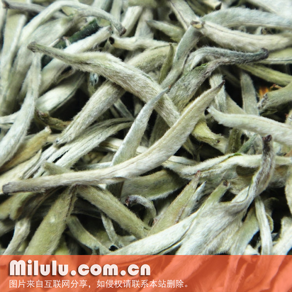 景谷大白茶图片