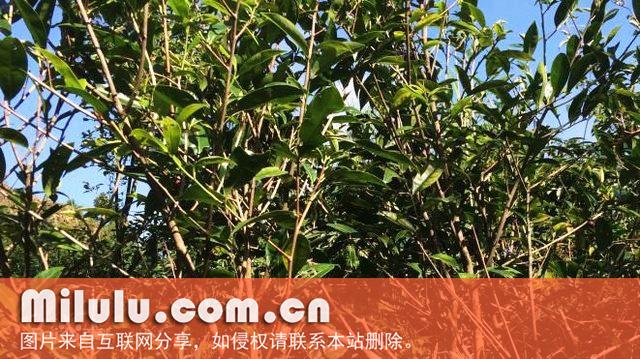江华苦茶的植物学史