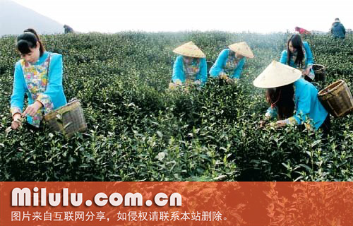 蓝山苦茶