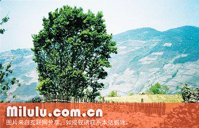 曼撒古茶山中文名