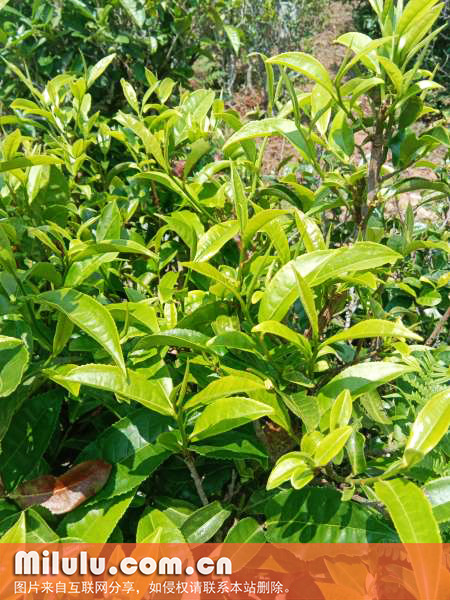 宜昌大叶茶图片