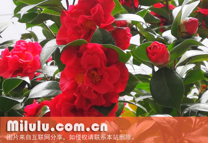 茶花