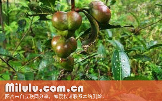 c. sinensis o. ktze.