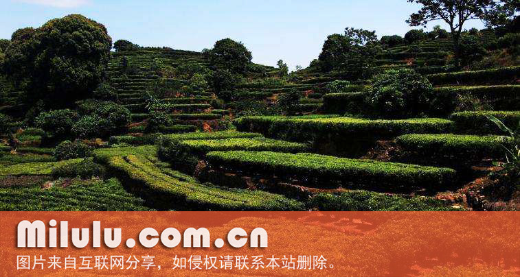 岭头单丛茶图片