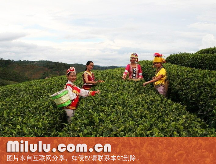 普洱茶图片