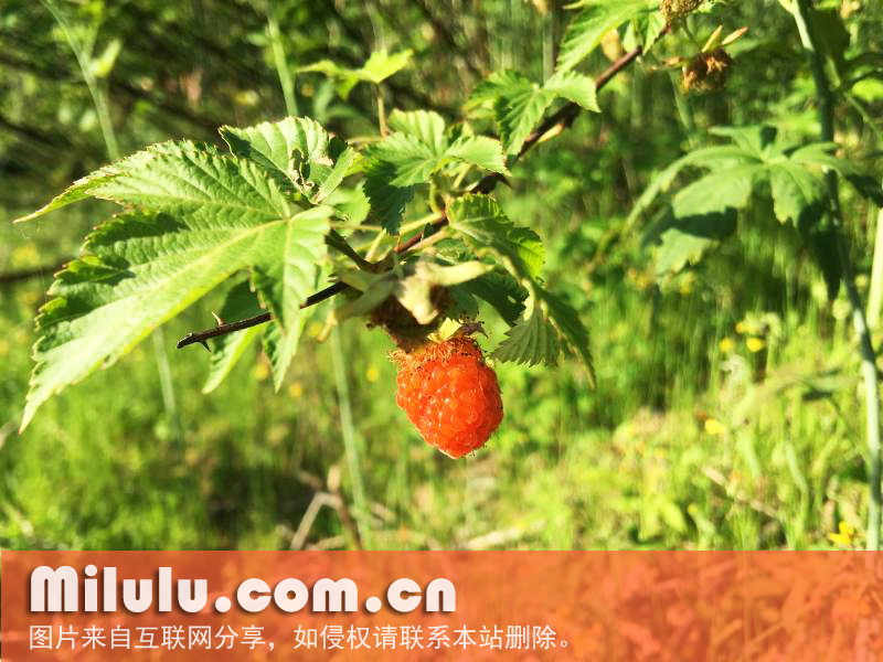 掌叶覆盆子中文名