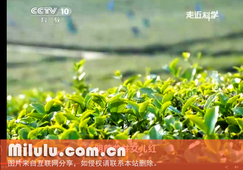 cctv10 《寻鲜记》引用 百茶联之011