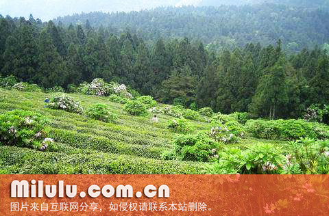 天台华顶的产地环境