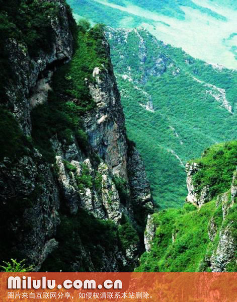 峨眉峨蕊茶图片