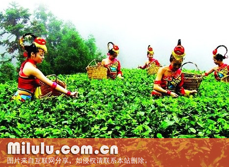 什么是谷雨茶？