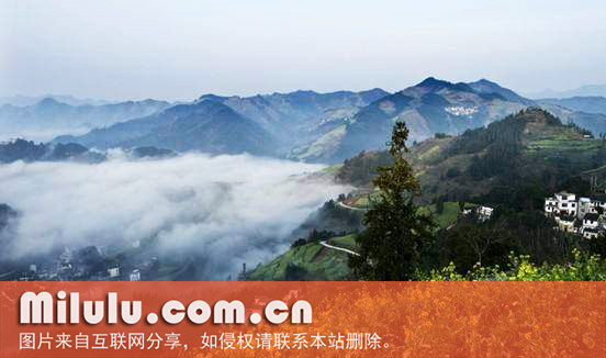 大方茶的产地环境