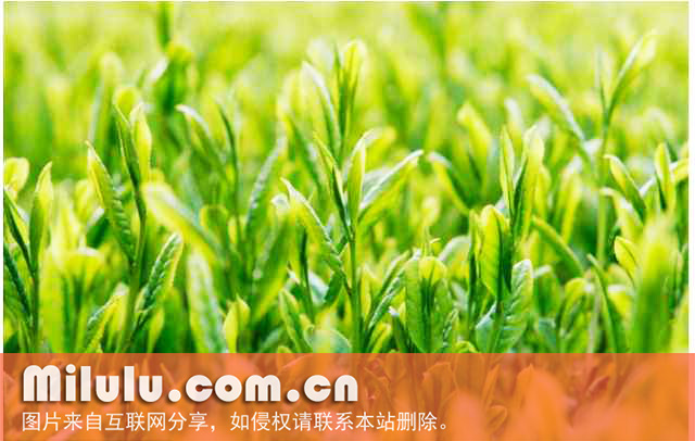午子绿茶