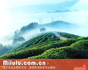 高峰云雾茶图片