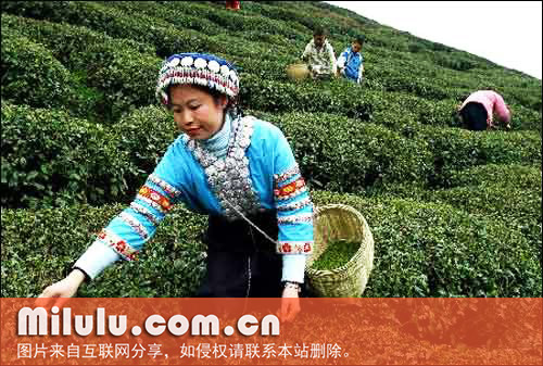 高峰云雾茶的生态环境