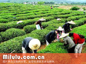 高峰云雾茶的采摘方法