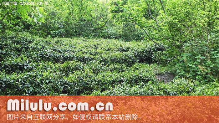 兰花茶的发源地