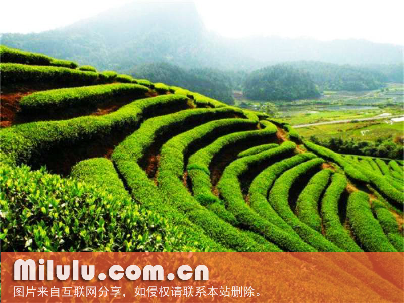 白岳黄芽图片