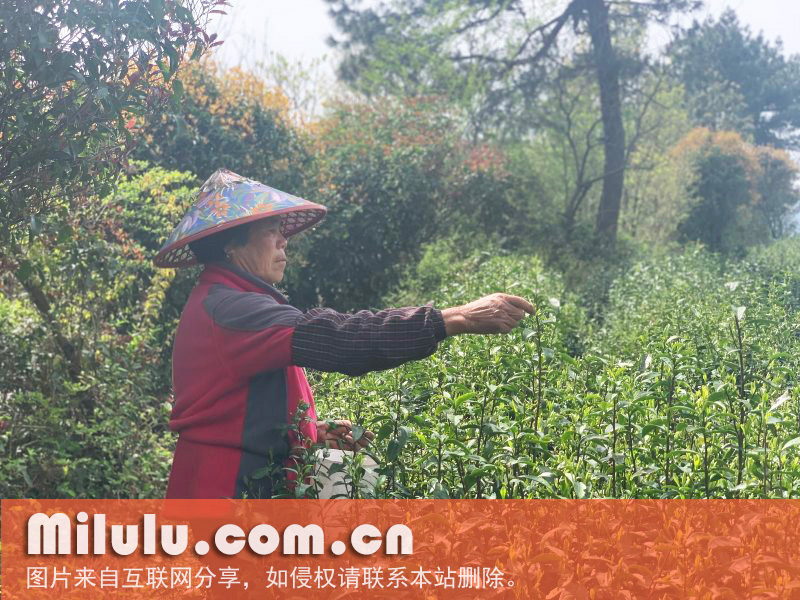 婺州举岩-春茶初采