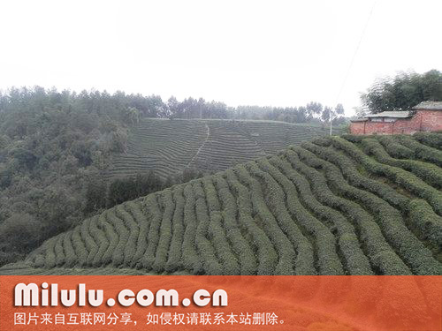 剑春茶