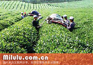 青岩茗翠的采摘方法