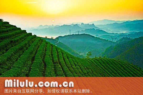 碣滩茶的产品特点