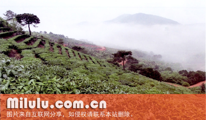 南山白毛茶产地环境