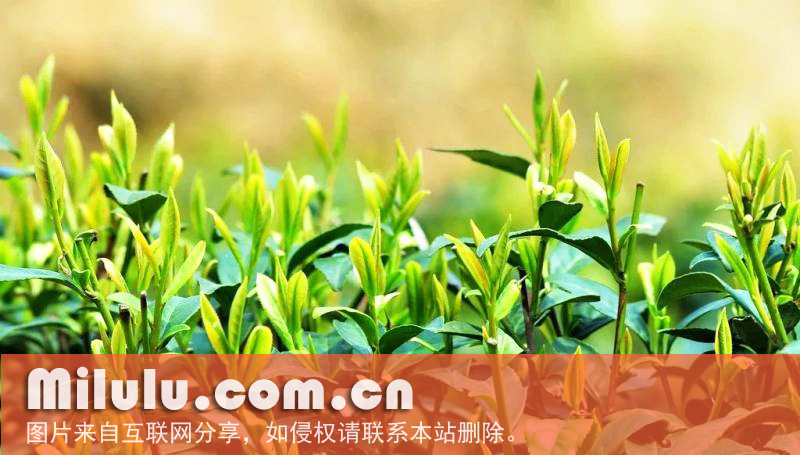 南山白毛茶图片