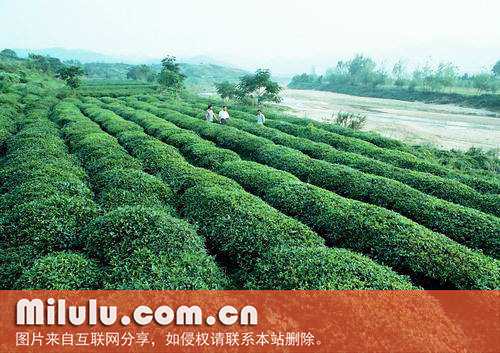 桐柏特产“太白银毫”有机茶园
