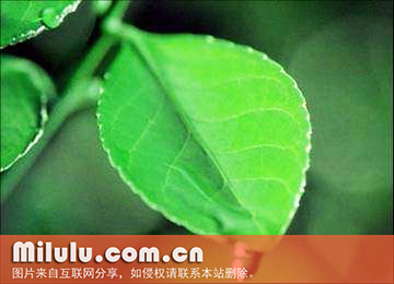 黄山茶叶的屯溪绿茶