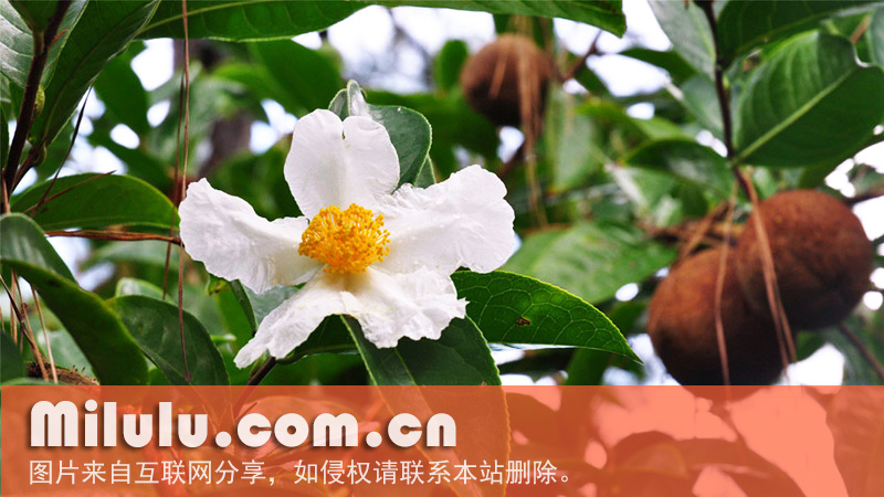 糙果茶组