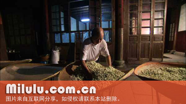 福州茉莉花茶窨制工艺