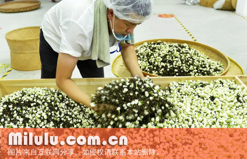 福州茉莉花茶窨制工艺