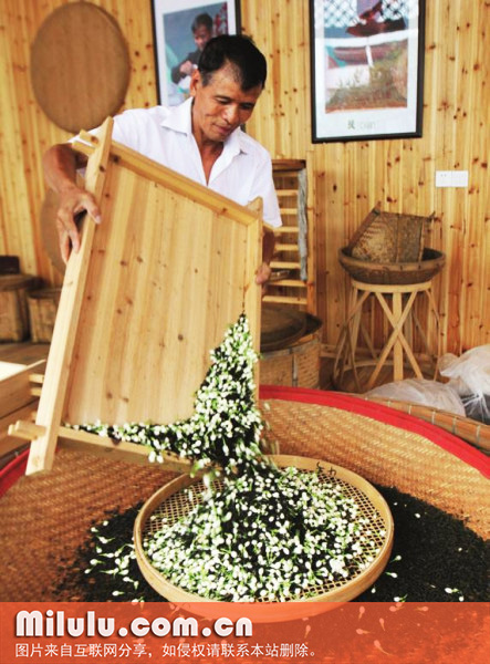 福州茉莉花茶窨制工艺
