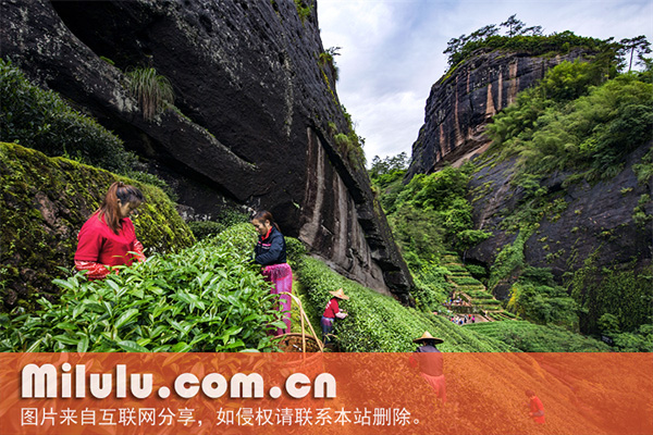 中国传统制茶技艺及相关习俗