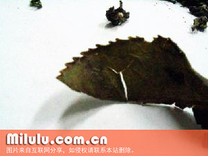 安溪六大名茶的梅占