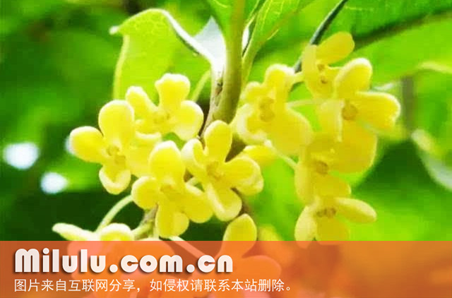 桂花香单丛