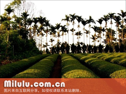 松柏长青茶图片