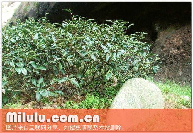 白毛猴的历史文化