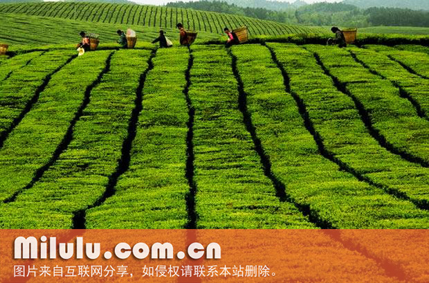 湄潭苔茶中文名