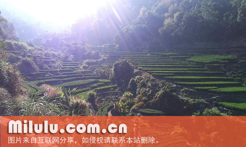 苏区饶平美丽的茶山