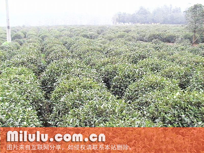 北京张一元茶庄