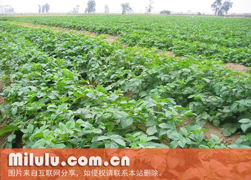 茶埠镇马铃薯图片